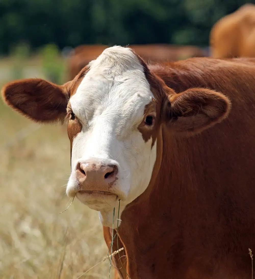 We work closely with farmers to improve production and handling practices. This helps ensure better product quality and long-term supply stability.