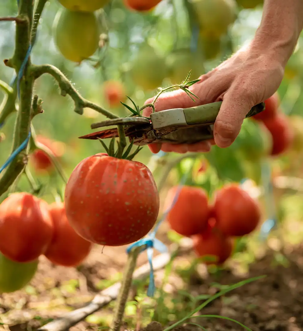 All products are cleaned, sorted, and graded before export. This ensures that every shipment meets required quality standards and is ready for international markets.