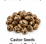 Castor Seeds (Export Grade)