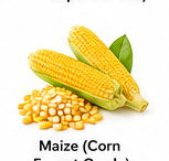 Maize (Corn – Export Grade)