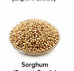 Sorghum (Export Grade)
