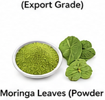 Moringa Leaves (Powder & Dried – Export Grade)